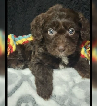 Scooter Cavapoo Puppy For Sale