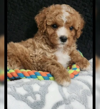 Carrie Cavapoo Puppy For Sale