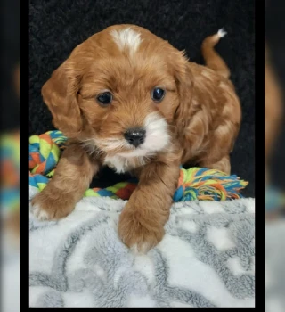 Lexi Cavapoo Puppy For Sale