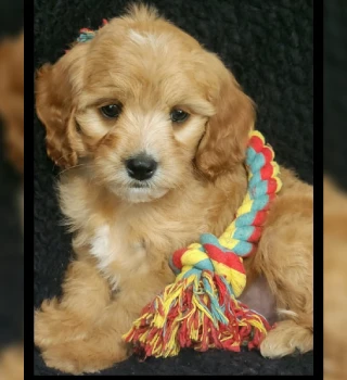 Buddy Cavapoo Puppy For Sale