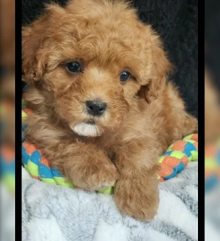 Carmela Cavapoo Puppy For Sale