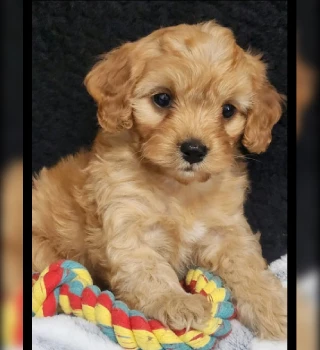 Cody Cavapoo Puppy For Sale